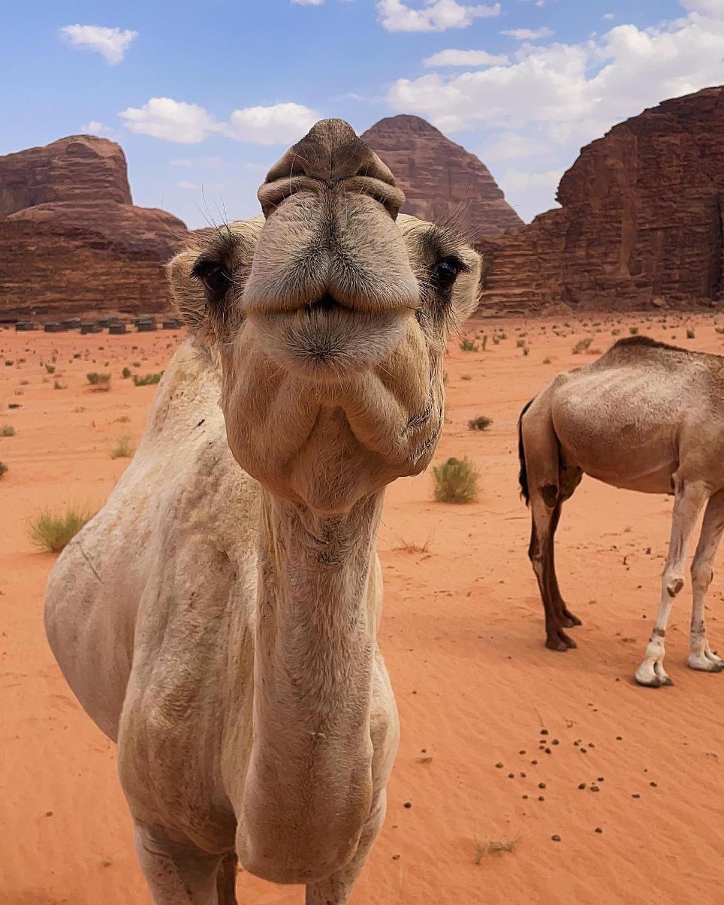 Flower Life Camp Wadi Rum Exterior foto